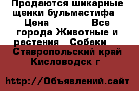 Продаются шикарные щенки бульмастифа › Цена ­ 45 000 - Все города Животные и растения » Собаки   . Ставропольский край,Кисловодск г.